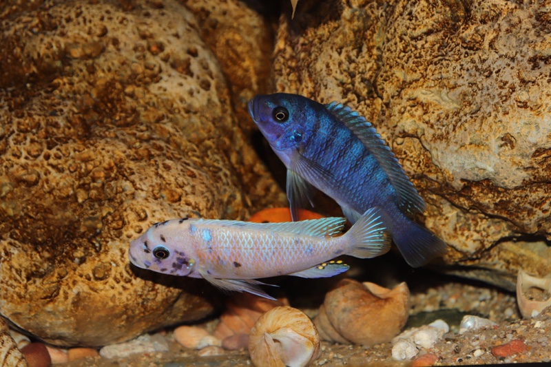 Maylandia zebra 'Likoma Island'